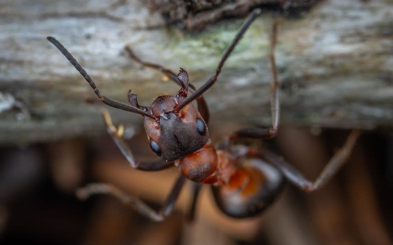 Ants