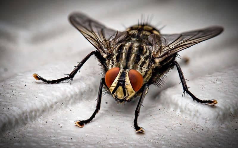 Fleas